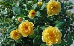 Sunrosa Yellow Dwarf Shrub Rose - 1 Gallon Pot -Wilson Bros Gardens Shop Rose Sunrosa Yellow 1