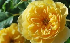 Sunrosa Yellow Dwarf Shrub Rose - 1 Gallon Pot -Wilson Bros Gardens Shop Rose Sunrosa Yellow 3