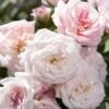 Sweet Drift Groundcover Rose - 2 Gallon Pot