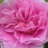 Therese Bugnet Rugosa Rose - 3 Gallon Pot