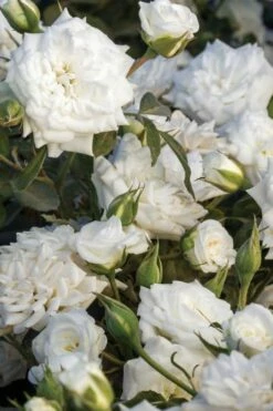 White Drift Rose - 2 Gallon Pot 9 White Drift Rose - 2 Gallon Pot -Wilson Bros Gardens Shop Rose White Drift 500x750 2
