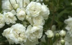 Lady Banks White Rose - 5 Gallon Pot -Wilson Bros Gardens Shop Rose White Lady Banks