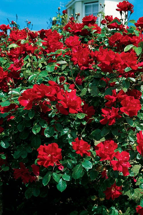 Winner's Circle Red Climbing Rose - 3 Gallon Pot 1 Winner's Circle Red Climbing Rose - 3 Gallon Pot