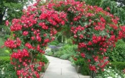 Winner's Circle Red Climbing Rose - 3 Gallon Pot 9 Winner's Circle Red Climbing Rose - 3 Gallon Pot -Wilson Bros Gardens Shop Rose Winners Circle 3