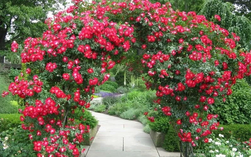 Winner's Circle Red Climbing Rose - 3 Gallon Pot 4 Winner's Circle Red Climbing Rose - 3 Gallon Pot - Image 4