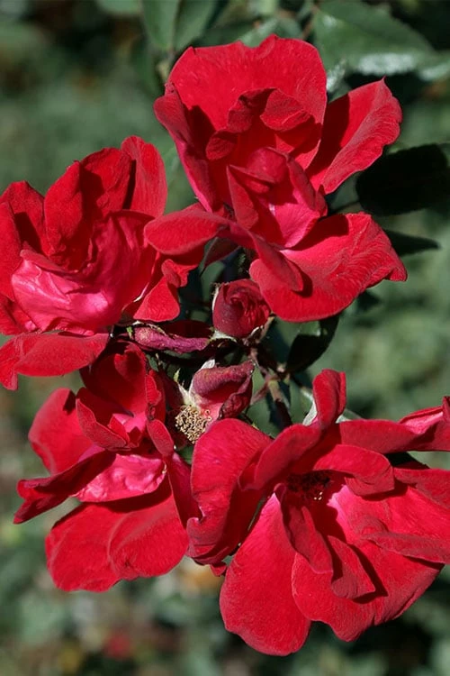 Winner's Circle Red Climbing Rose - 3 Gallon Pot 6 Winner's Circle Red Climbing Rose - 3 Gallon Pot - Image 6