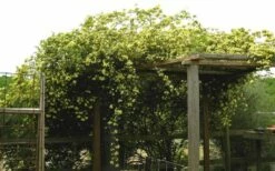 Lady Banks Yellow Rose - 3 Gallon Pot -Wilson Bros Gardens Shop Rose Yellow Lady Banks On Pergola 2