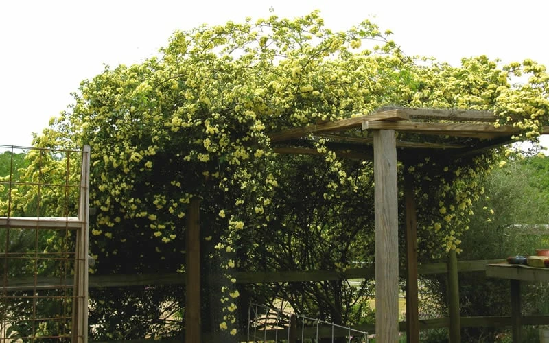 Lady Banks Yellow Rose - 1 Gallon Pot 10 Lady Banks Yellow Rose - 1 Gallon Pot - Image 10