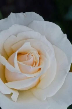 Easy Spirit White Rose - 3 Gallon Pot -Wilson Bros Gardens Shop Rose easy spirit 31