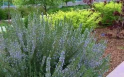Arp Rosemary - 1 Gallon Pot -Wilson Bros Gardens Shop Rosemary Arp Blooming 2