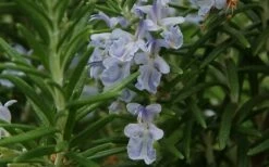 Arp Rosemary Pyramid Form - 2 Gallon Pot -Wilson Bros Gardens Shop Rosemary Arp Closeup 2 2
