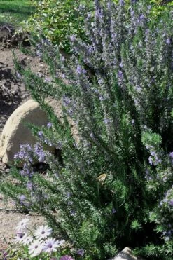 Barbeque Rosemary Plant - 6 Pack Of Pint Pots -Wilson Bros Gardens Shop Rosemary Barbeque 11 1