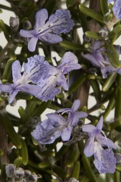 Barbeque Rosemary Plant - 6 Pack Of Pint Pots -Wilson Bros Gardens Shop Rosemary Barbeque 13 1
