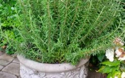Barbeque Rosemary Plant - 1 Gallon Pot -Wilson Bros Gardens Shop Rosemary Barbeque