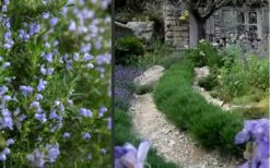 Chef's Choice Rosemary - 3 Gallon Pot -Wilson Bros Gardens Shop Rosemary Chefs Choice 2 2