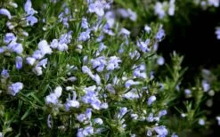 Chef's Choice Rosemary - Quart Pot -Wilson Bros Gardens Shop Rosemary Chefs Choice Flowers