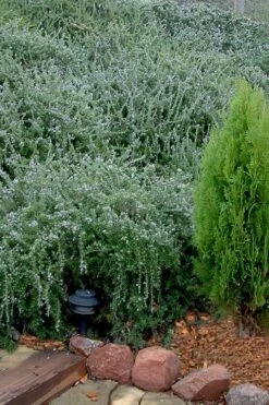 Prostrate Creeping Rosemary - 6 Pack Of Pint Pots -Wilson Bros Gardens Shop Rosemary Prostrate 12