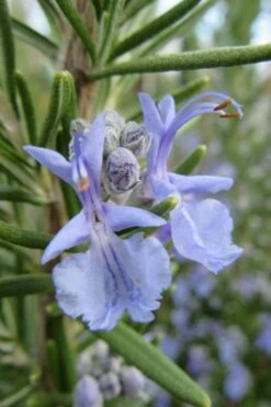 Prostrate Creeping Rosemary - 6 Pack Of Pint Pots -Wilson Bros Gardens Shop Rosemary Prostrate 17
