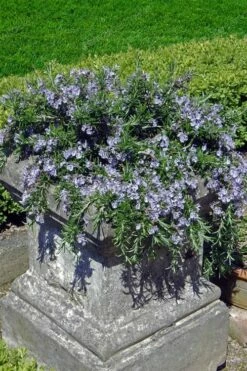 Prostrate Creeping Rosemary - 1 Gallon Pot -Wilson Bros Gardens Shop Rosemary Prostrate 18 1