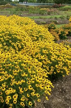American Gold Rush Rudbeckia (Black-Eyed Susan) - 1 Gallon Pot