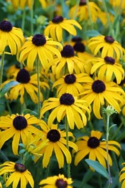 American Gold Rush Rudbeckia (Black-Eyed Susan) - 1 Gallon Pot -Wilson Bros Gardens Shop Rudbeckia American Gold Rush 3