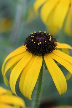American Gold Rush Rudbeckia (Black-Eyed Susan) - 1 Gallon Pot -Wilson Bros Gardens Shop Rudbeckia American Gold Rush 4