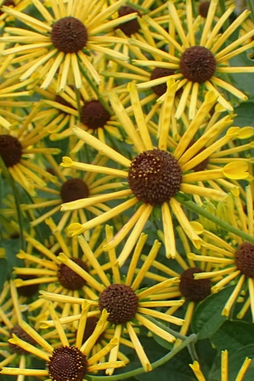Henry Eilers Sweet Coneflower (Rudbeckia Daisy) - 1 Gallon Pot 4 Henry Eilers Sweet Coneflower (Rudbeckia Daisy) - 1 Gallon Pot - Image 4