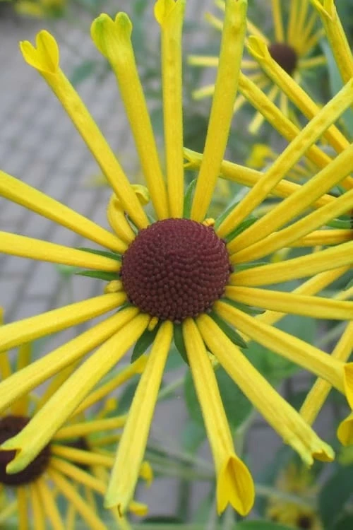 Henry Eilers Sweet Coneflower (Rudbeckia Daisy) - 1 Gallon Pot 1 Henry Eilers Sweet Coneflower (Rudbeckia Daisy) - 1 Gallon Pot
