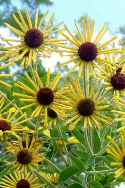 Henry Eilers Sweet Coneflower (Rudbeckia Daisy) - 1 Gallon Pot 12 Henry Eilers Sweet Coneflower (Rudbeckia Daisy) - 1 Gallon Pot -Wilson Bros Gardens Shop Rudbeckia Henry Eilers 5