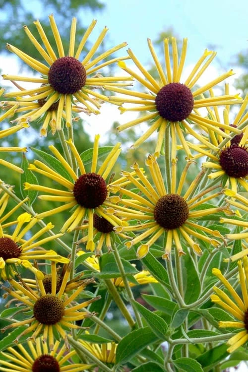 Henry Eilers Sweet Coneflower (Rudbeckia Daisy) - 1 Gallon Pot 6 Henry Eilers Sweet Coneflower (Rudbeckia Daisy) - 1 Gallon Pot - Image 6