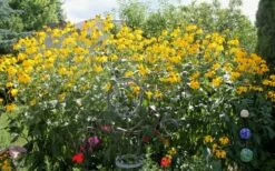 Rudbeckia 'Herbstsonne' (Autumn Sun Coneflower) - 1 Gallon Pot -Wilson Bros Gardens Shop Rudbeckia Herbstonne 11