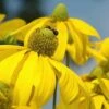 Rudbeckia 'Herbstsonne' (Autumn Sun Coneflower) - 1 Gallon Pot