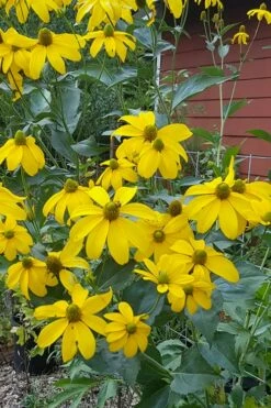 Rudbeckia 'Herbstsonne' (Autumn Sun Coneflower) - 1 Gallon Pot -Wilson Bros Gardens Shop Rudbeckia Herbstonne 4