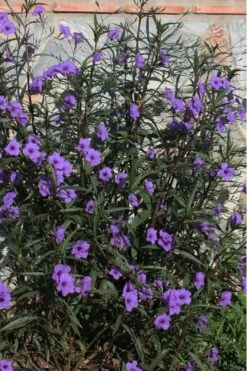 Purple Showers Mexican Petunia - Ruellia - 3 Gallon Pot -Wilson Bros Gardens Shop Ruellia Purple Showers 10 1