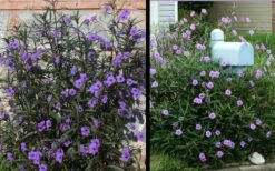 Purple Showers Mexican Petunia - Ruellia - 1 Gallon Pot -Wilson Bros Gardens Shop Ruellia Purple Showers 2