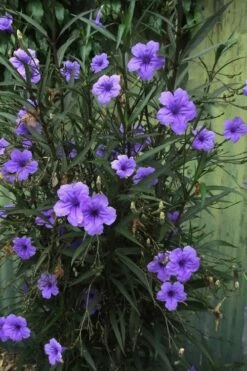 Purple Showers Mexican Petunia - Ruellia - 3 Gallon Pot -Wilson Bros Gardens Shop Ruellia Purple Showers 7 1