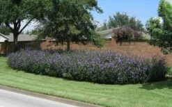 Purple Showers Mexican Petunia - Ruellia - 3 Gallon Pot -Wilson Bros Gardens Shop Ruellia Purple Showers 8 1