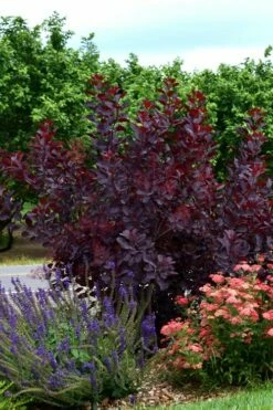 Royal Purple Smoke Tree (Smokebush) - 5 Gallon Pot - SALE -Wilson Bros Gardens Shop SMoke Tree Royal Purple 20 1