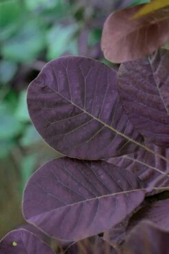 Royal Purple Smoke Tree (Smokebush) - Cotinus Coggygria - 3 Gallon Pot -Wilson Bros Gardens Shop SMoke Tree Royal Purple 22 3