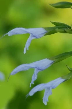 Argentine Skies Salvia (Hummingbird Sage) - 1 Gallon Pot 9 Argentine Skies Salvia (Hummingbird Sage) - 1 Gallon Pot -Wilson Bros Gardens Shop Salvia Argentine Skies 1