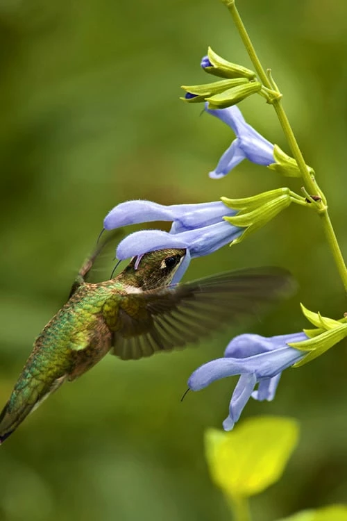 Argentine Skies Salvia (Hummingbird Sage) - 1 Gallon Pot 1 Argentine Skies Salvia (Hummingbird Sage) - 1 Gallon Pot