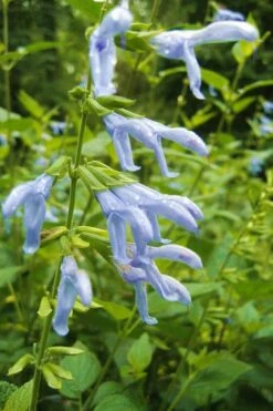 Argentine Skies Salvia (Hummingbird Sage) - 1 Gallon Pot 8 Argentine Skies Salvia (Hummingbird Sage) - 1 Gallon Pot -Wilson Bros Gardens Shop Salvia Argentine Skies 4