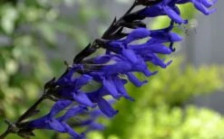 Black And Blue Salvia (Blue Anise Sage) - Salvia Guaranitica - 6 Pack Of 1 Gallon Pots -Wilson Bros Gardens Shop Salvia Black And Blue 1