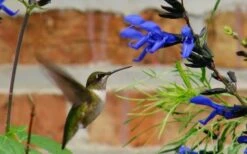 Black And Blue Salvia (Blue Anise Sage) - Salvia Guaranitica - 6 Pack Of 1 Gallon Pots -Wilson Bros Gardens Shop Salvia Black And Blue 2