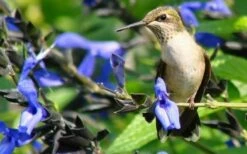 Black And Blue Salvia (Blue Anise Sage) - Salvia Guaranitica - 6 Pack Of 1 Gallon Pots -Wilson Bros Gardens Shop Salvia Black And Blue 3