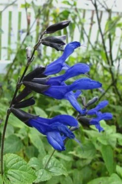 Black And Blue Salvia (Blue Anise Sage) - Salvia Guaranitica - 6 Pack Of 1 Gallon Pots