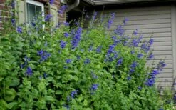 Black And Blue Salvia (Blue Anise Sage) - Salvia Guaranitica -1 Gallon Pot -Wilson Bros Gardens Shop Salvia Black And Blue 6
