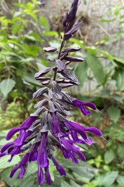 Purple Majesty Salvia (Salvia Guaranitica) - 1 Gallon Pot -Wilson Bros Gardens Shop Salvia Guarantica Purple Majesty 1