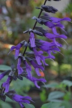 Purple Majesty Salvia (Salvia Guaranitica) - 1 Gallon Pot