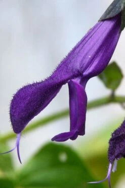 Purple Majesty Salvia (Salvia Guaranitica) - 1 Gallon Pot -Wilson Bros Gardens Shop Salvia Guarantica Purple Majesty 4